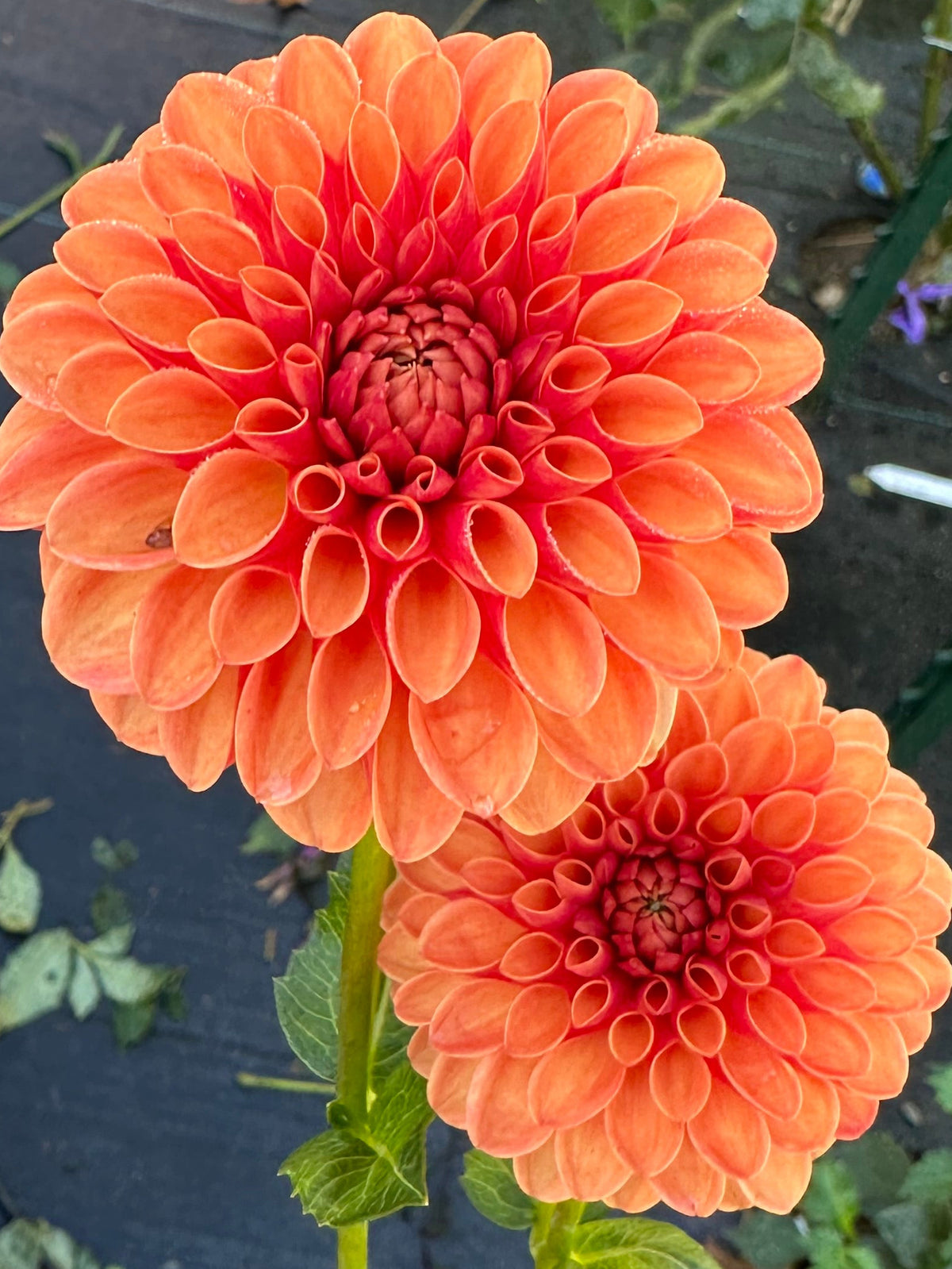 Valley Rust Bucket Dahlia Tuber