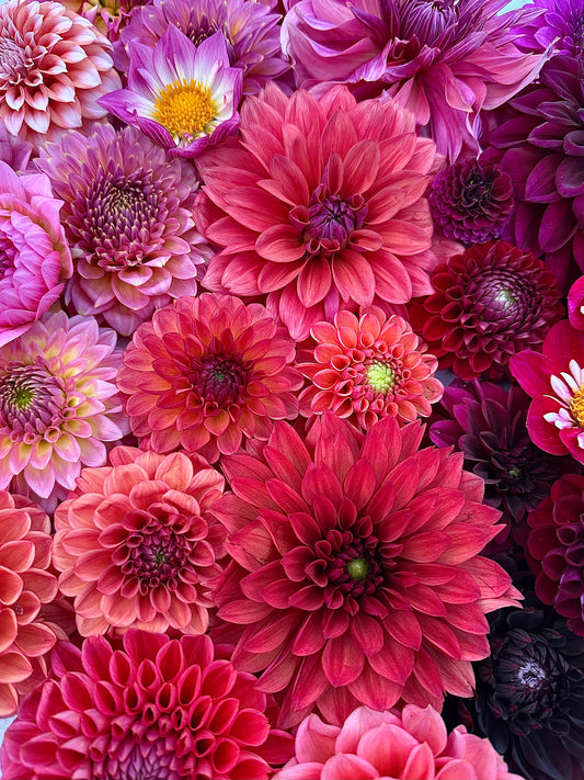 Danique Dahlia Tuber