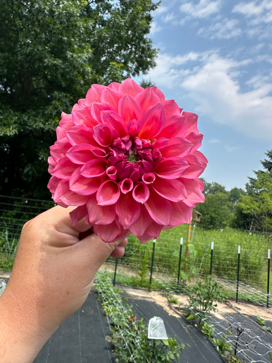 RM Pink Sugar Dahlia Tuber (Spring 2026, Limit One)