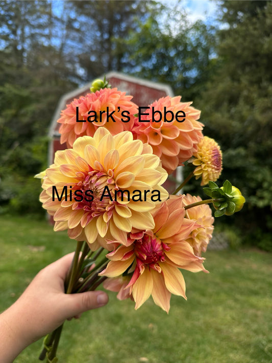 Lark’s Ebbe Dahlia Tuber