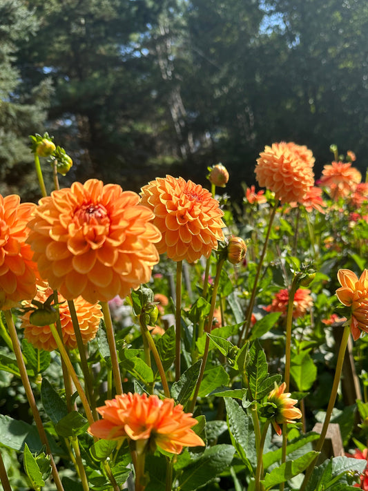 Jowey Nicky Dahlia Tuber