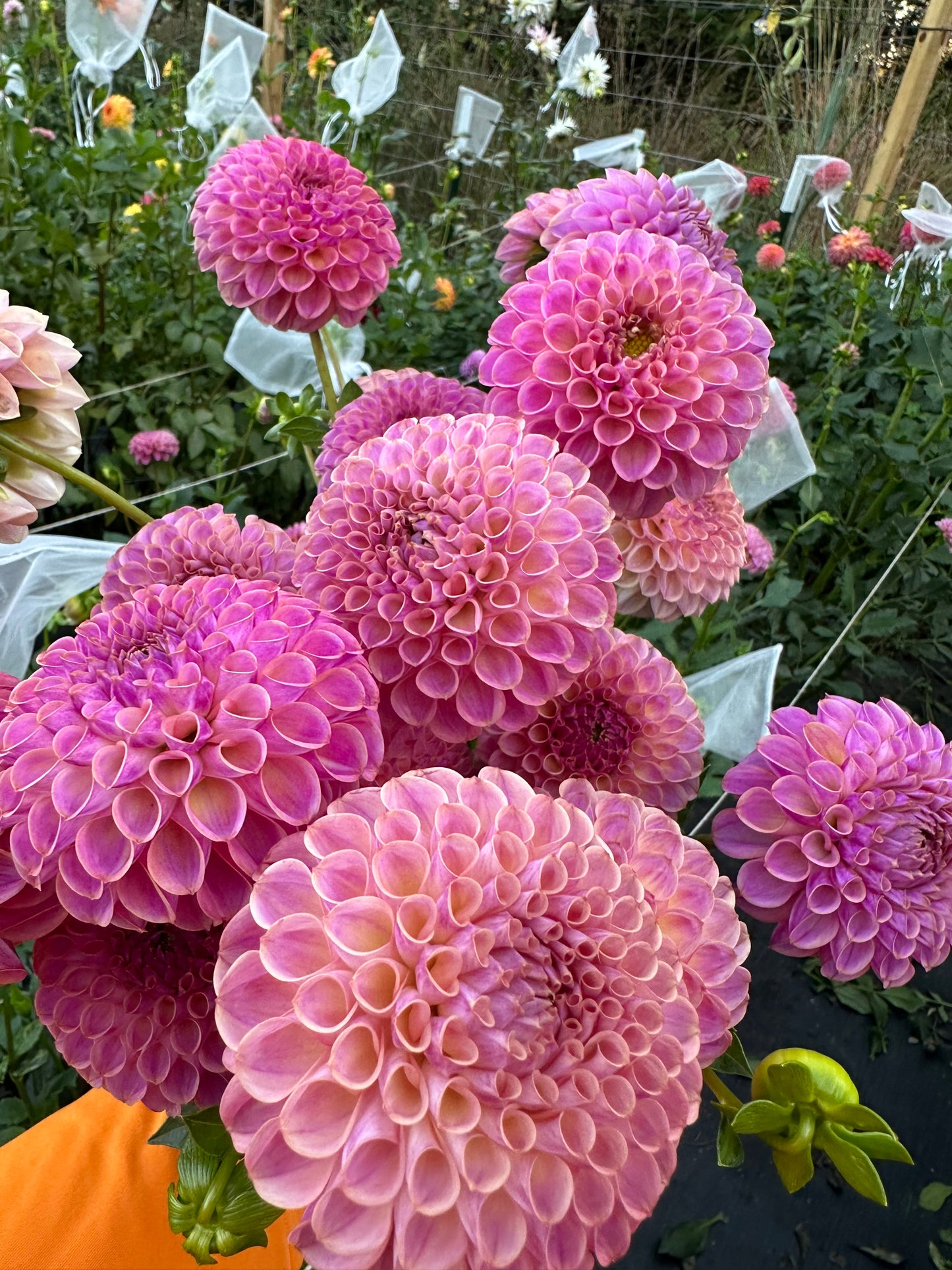 Caitlin’s Joy Dahlia Tuber
