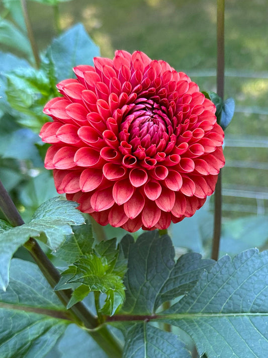 Brown Sugar Dahlia Tuber