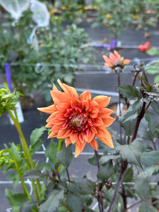 AC Skagit Dahlia Tuber