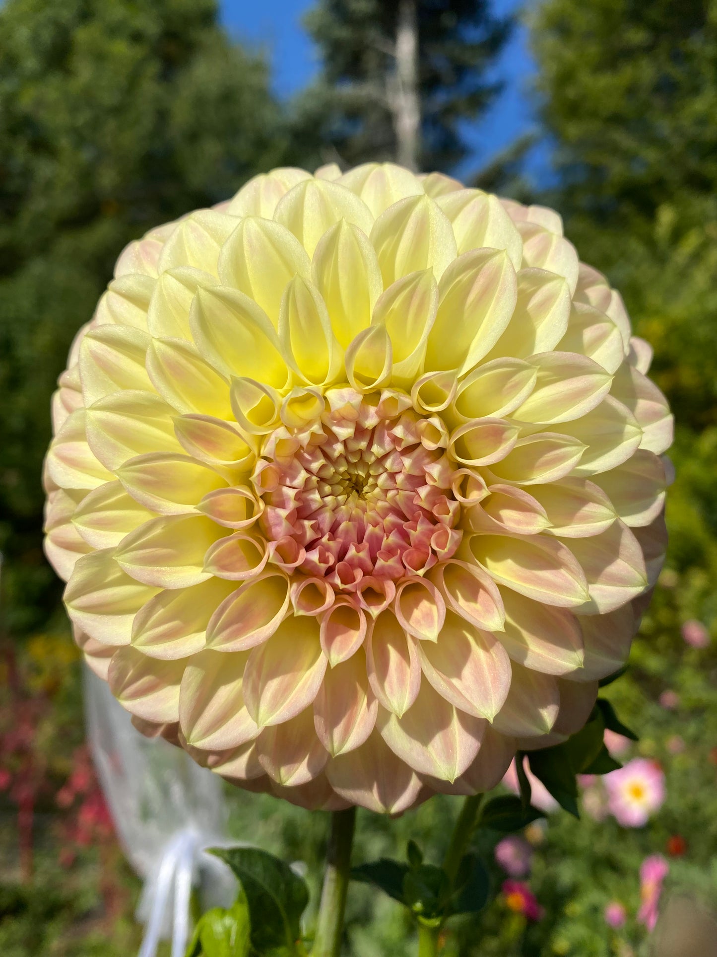 Coorabell Astrid Dahlia Tuber (Spring 2026, Limit 1)