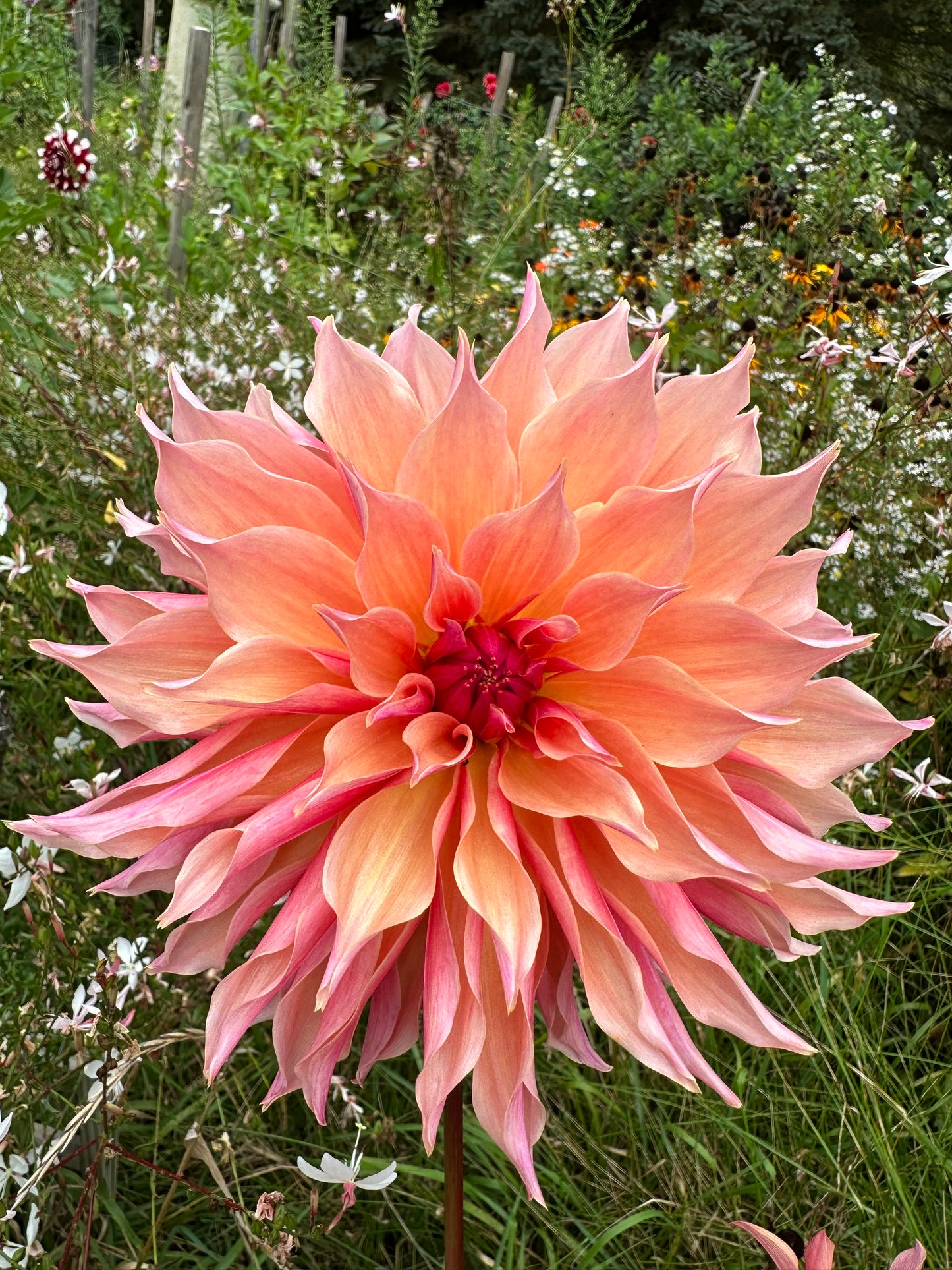 Labyrinth Dahlia Tuber