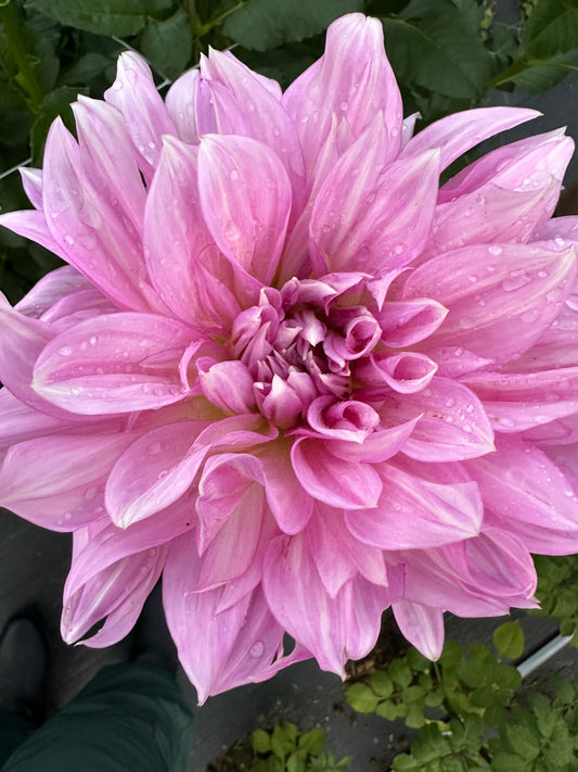 Lavender Perfection Dahlia Tuber