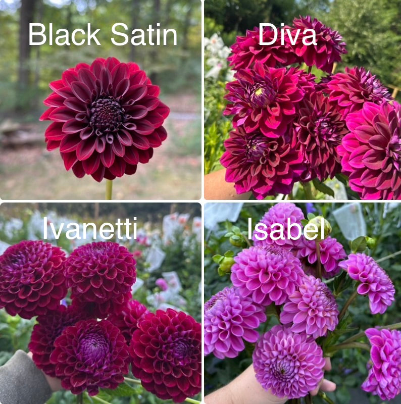 1 “Moody Teenager” Ugly Dahlia Tuber Bundle