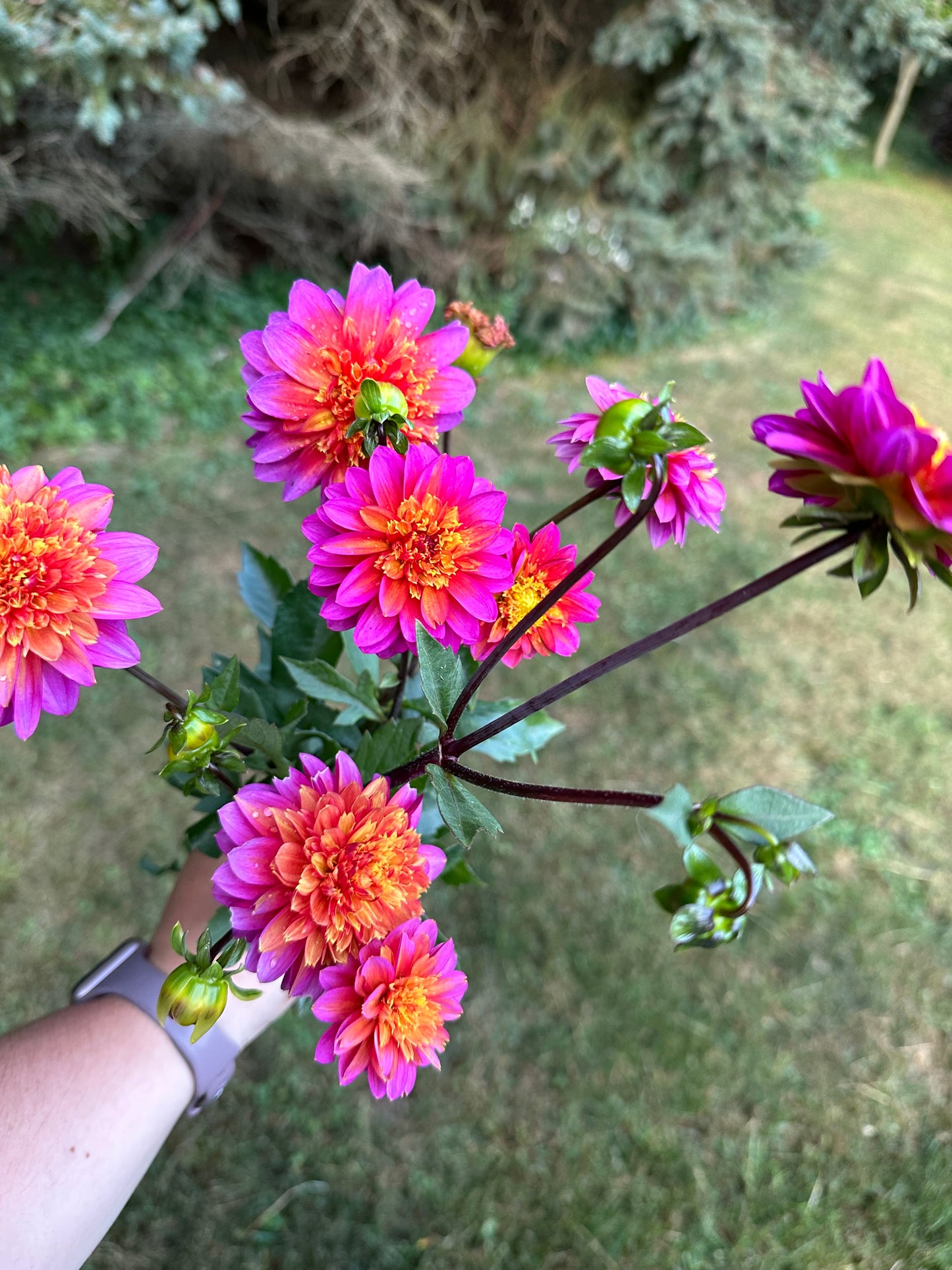 A “Party Blooms Bundle” 5-Pack