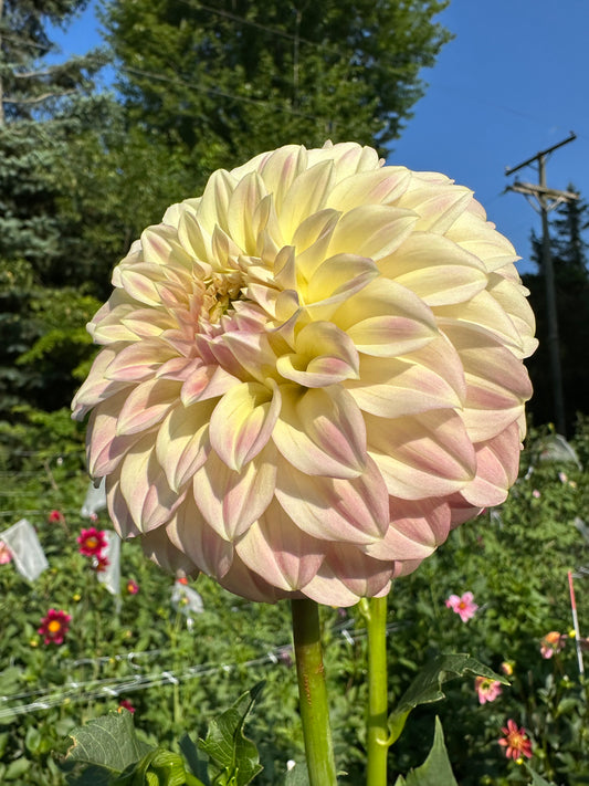 Coorabell Astrid Dahlia Tuber (Spring 2026, Limit 1)