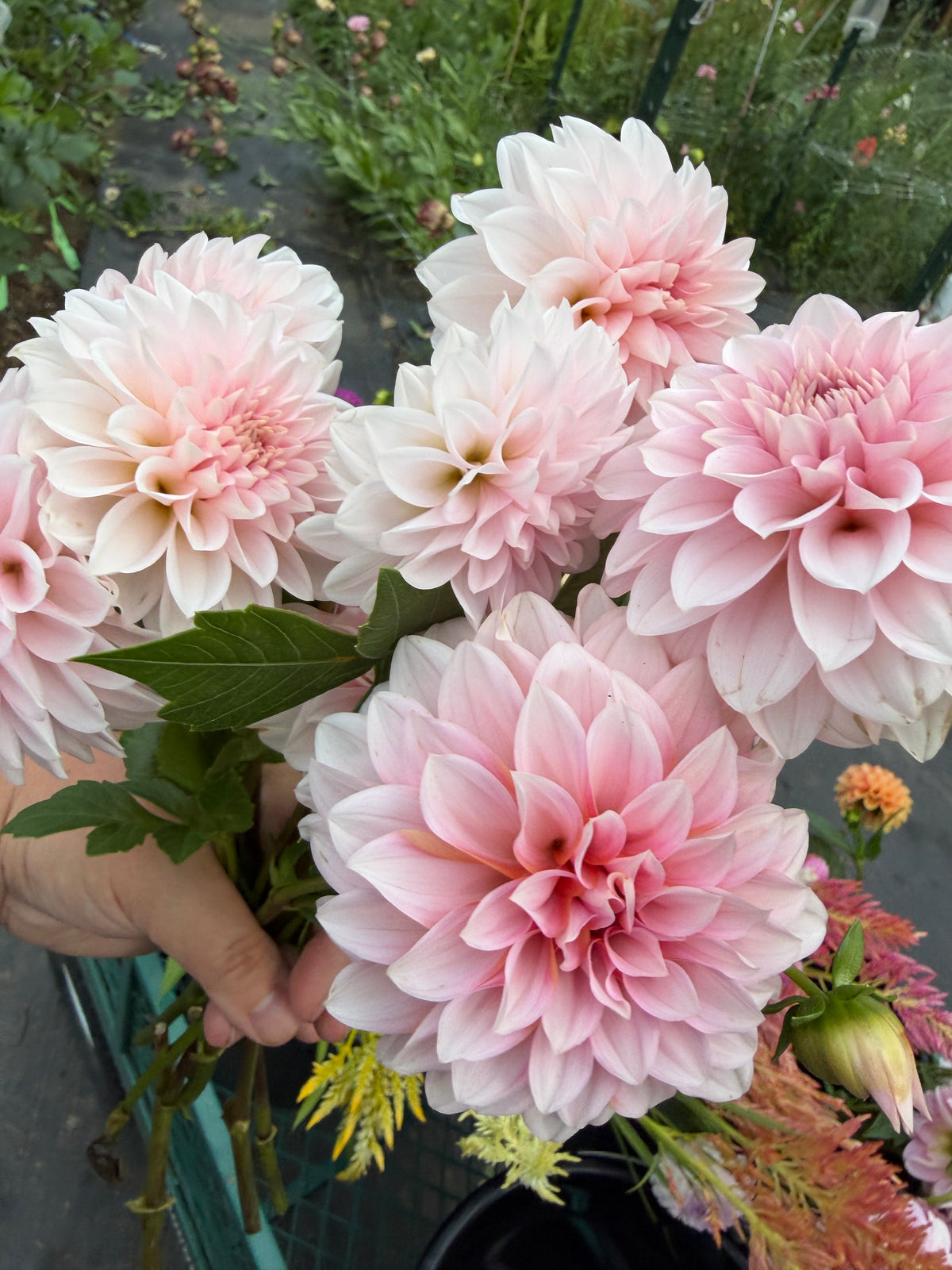 RM Baby Girl Dahlia Tuber