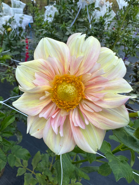 Apple Blossom Dahlia Tuber