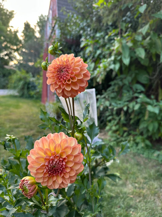 Lark’s Ebbe Dahlia Tuber