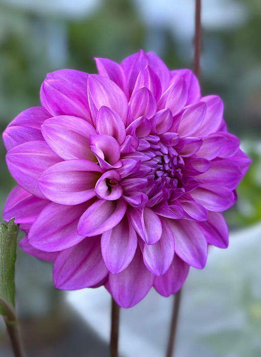 RM Moonlight Dahlia Tuber (Spring 2026, Limit 1)