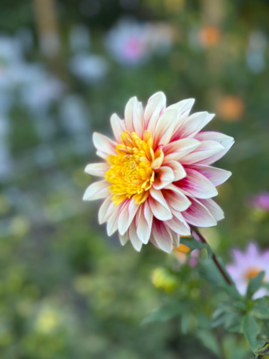 Polka Dahlia Tuber