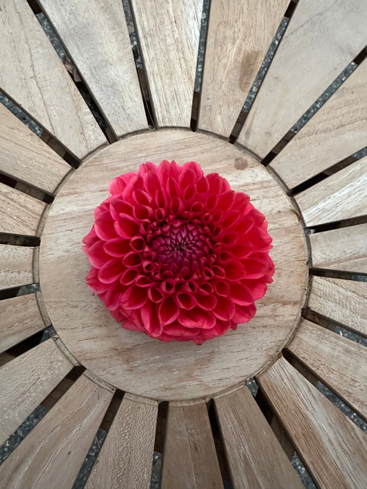 Tempest Dahlia Tuber