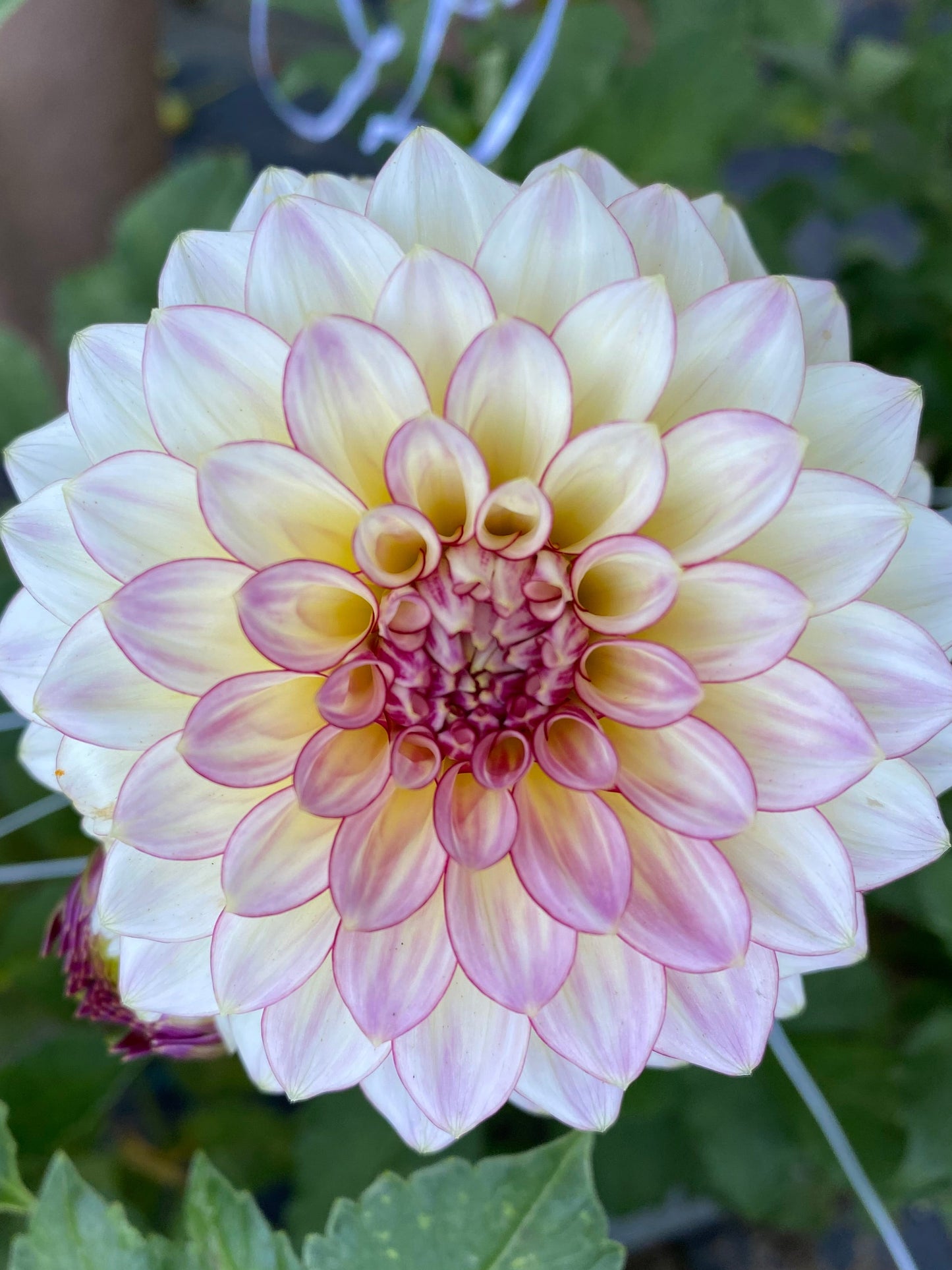 Alpen Sundown Dahlia Tuber