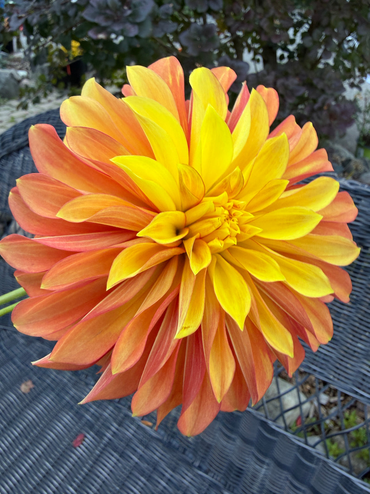 Salish Glory Be Dahlia Tuber