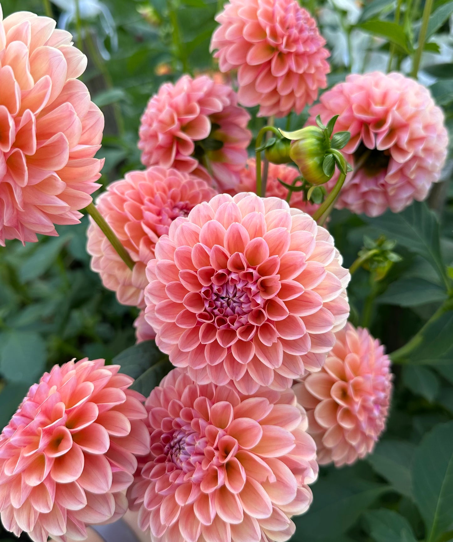 Bulk Bucket of Your Color Palette Dahlia Blooms for DIY