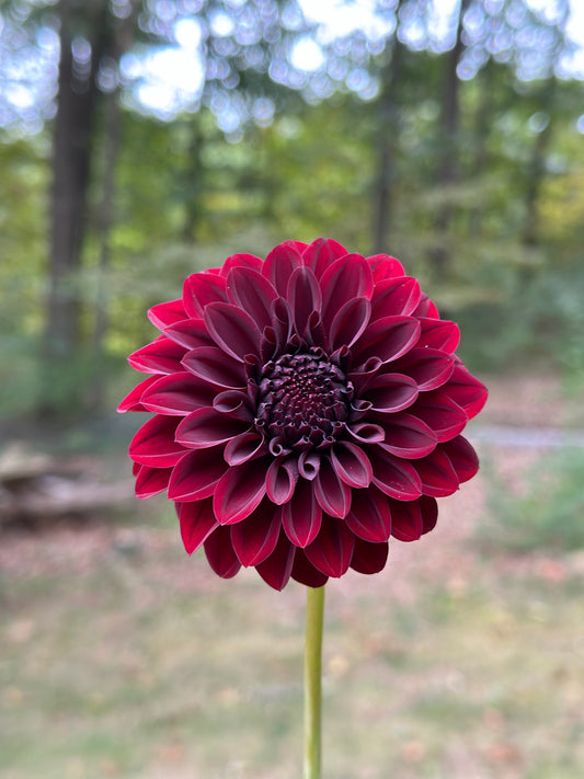 Black Satin Dahlia Tuber