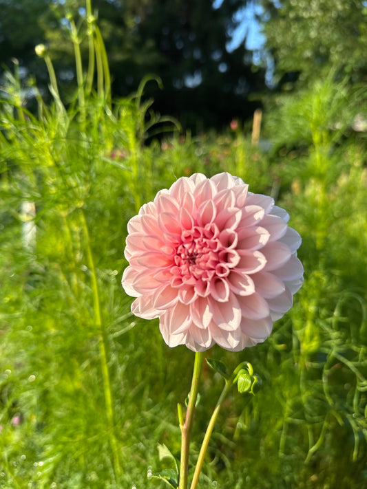 RM Baby Girl Dahlia Tuber (Spring 2026, Limit One)