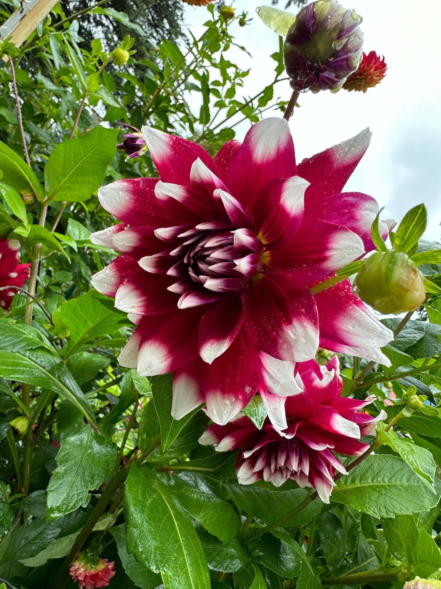 Mystery Day Dahlia Tuber