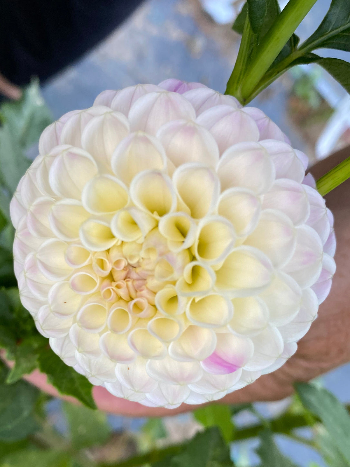 Odyssey Dahlia Tuber