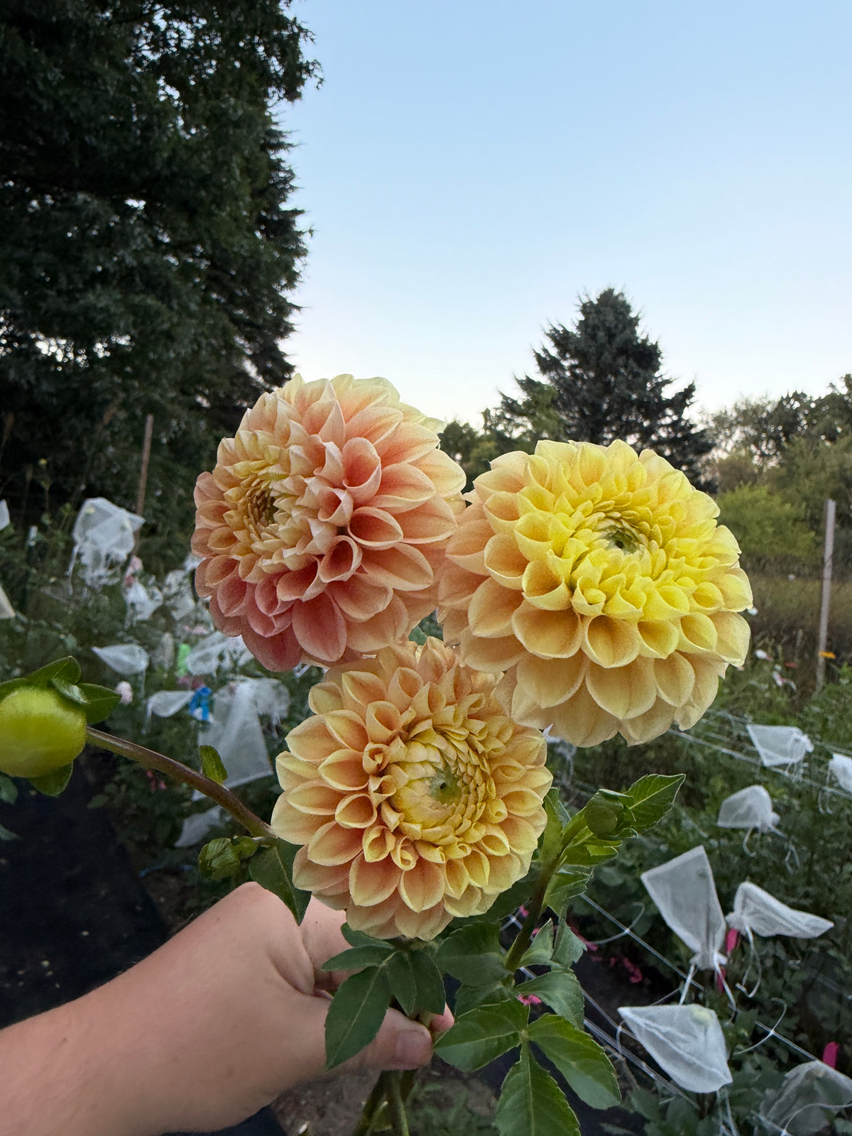 Oh Honey! Dahlia Tuber