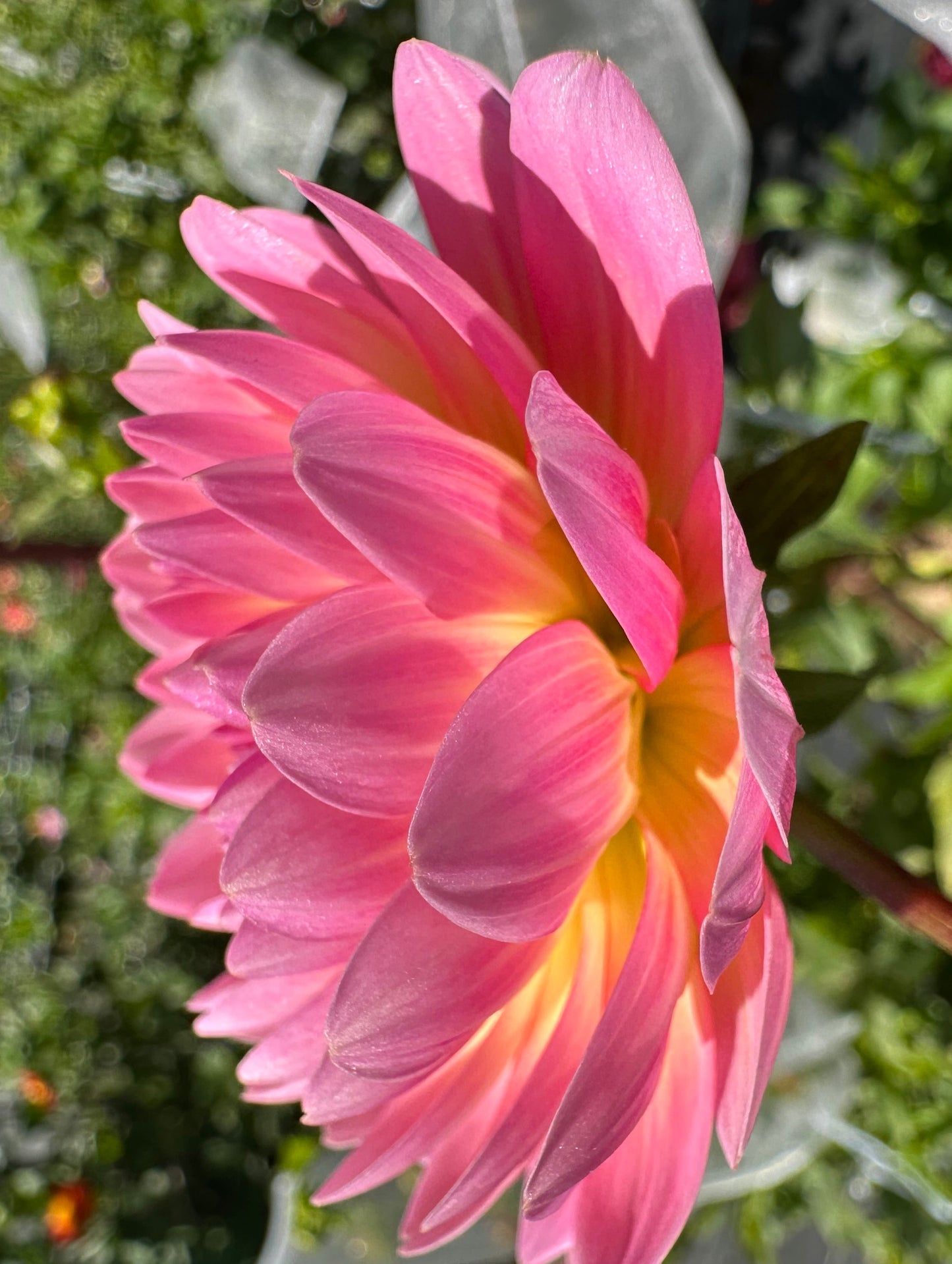 Ruthie G Dahlia Tuber