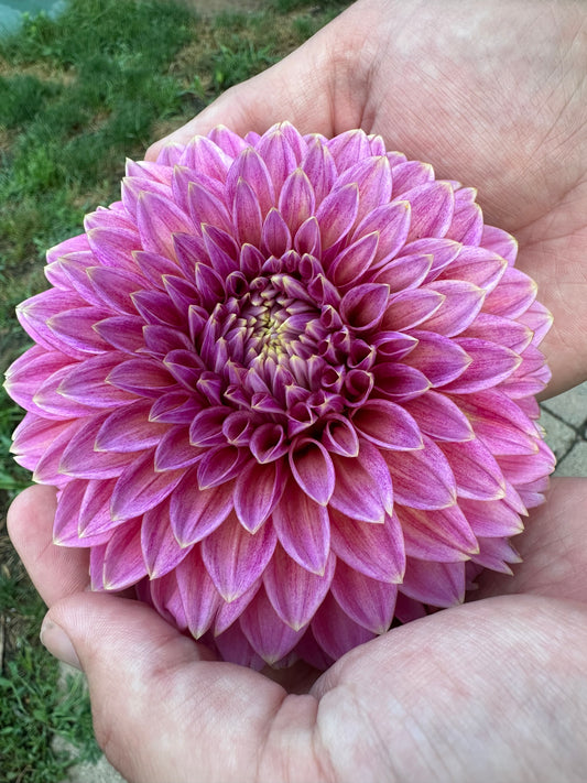 Bloomquist Mojo Dahlia Tuber