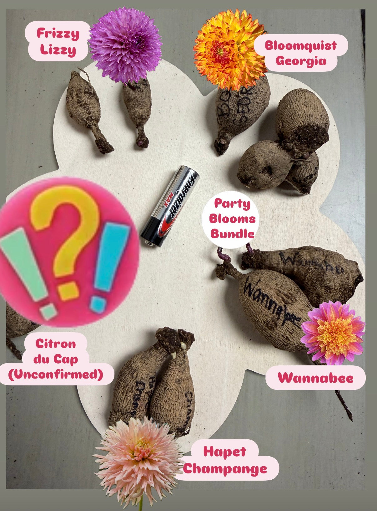 A “Party Blooms Bundle” 5-Pack