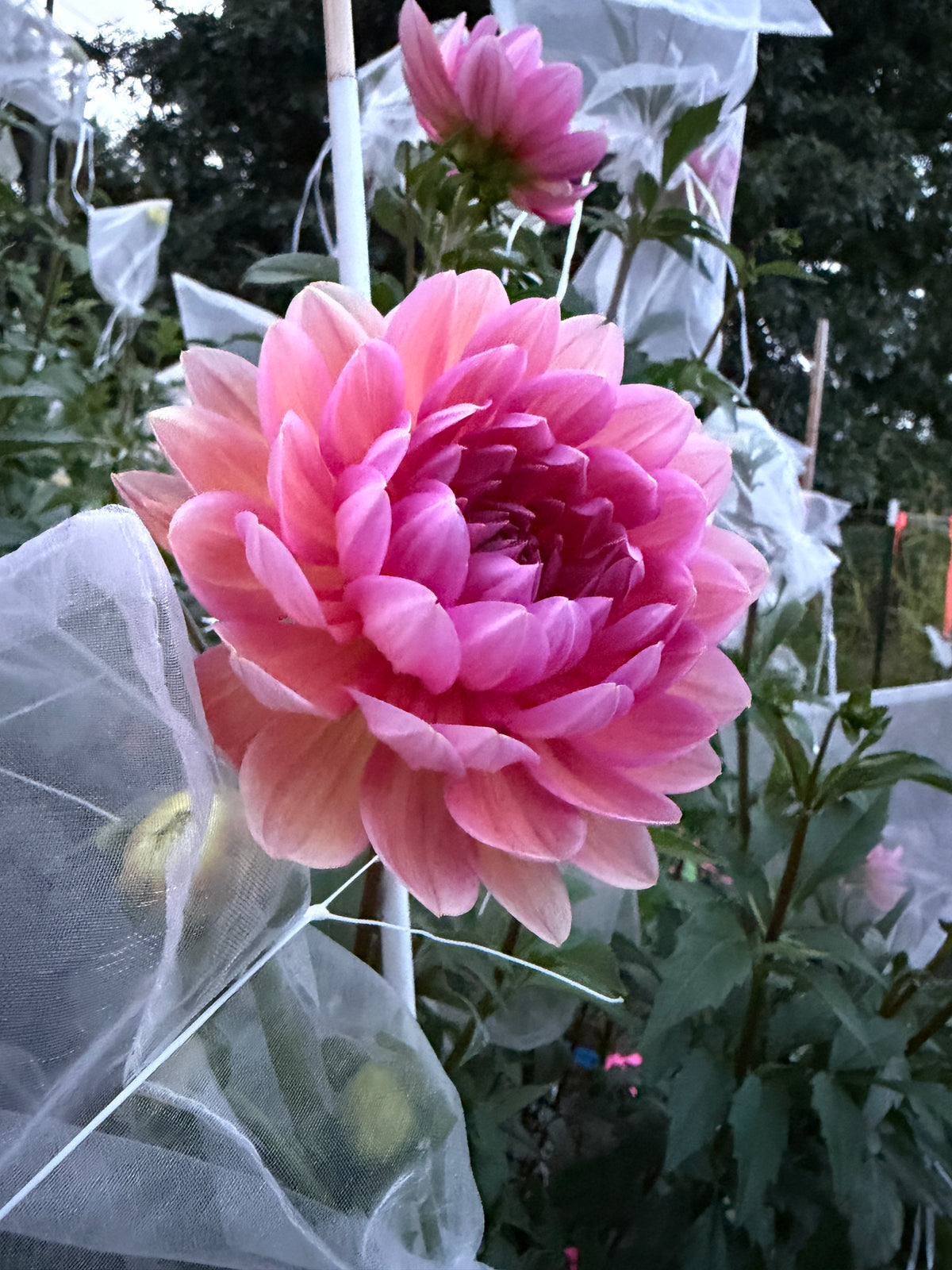 Hollyhill Daydream Dahlia Tuber