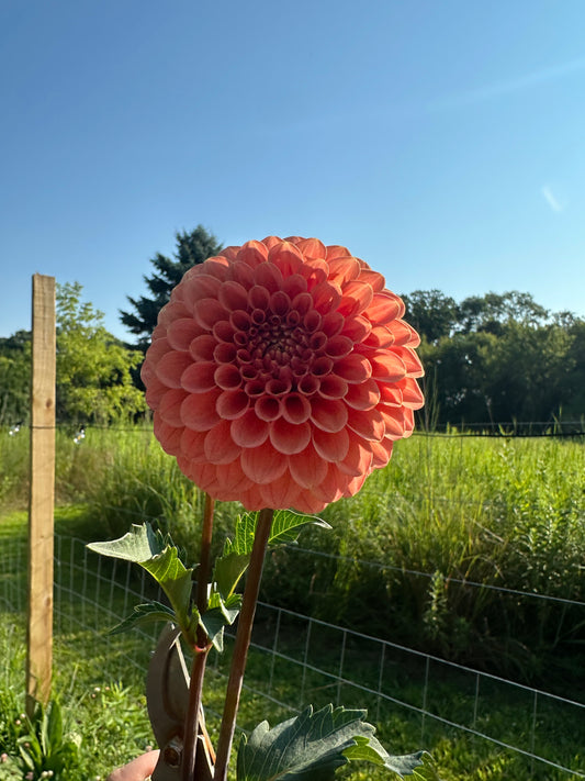 Rose Toscano Dahlia Tuber