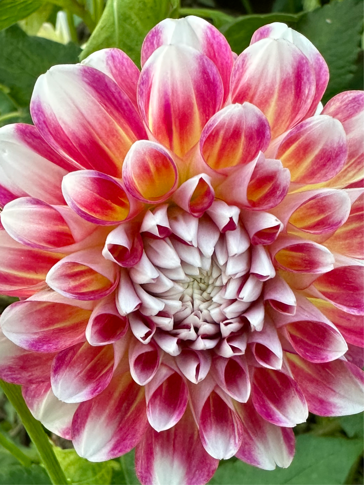 Hawaii Dahlia Tuber