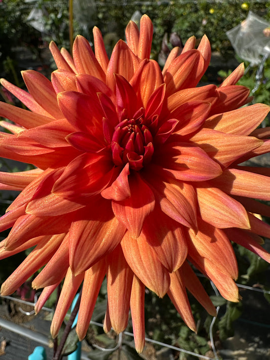 AC Skagit Dahlia Tuber