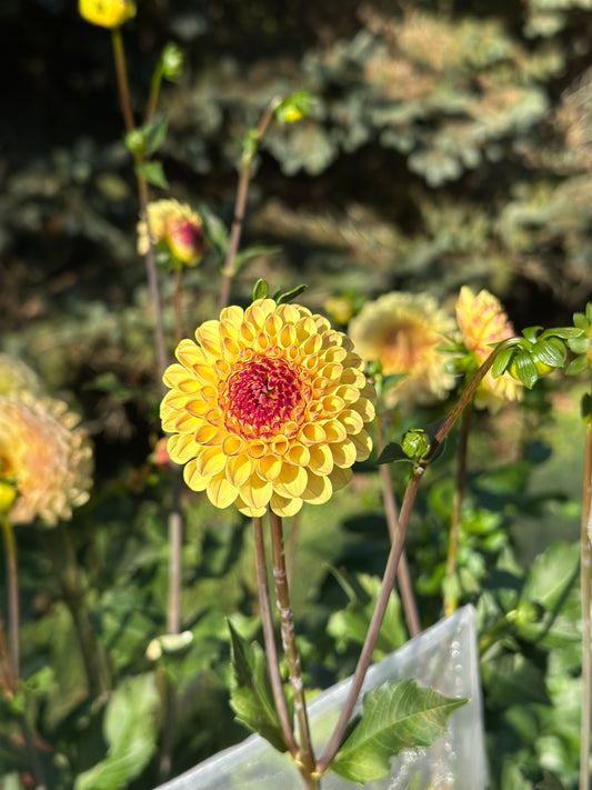 Ferncliff Spice Dahlia Tuber