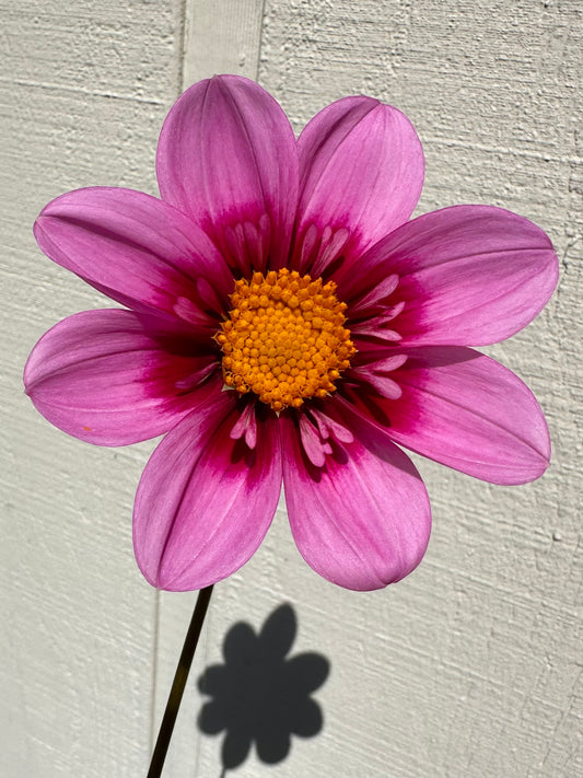 Bloomquist Sweet Dahlia Tuber