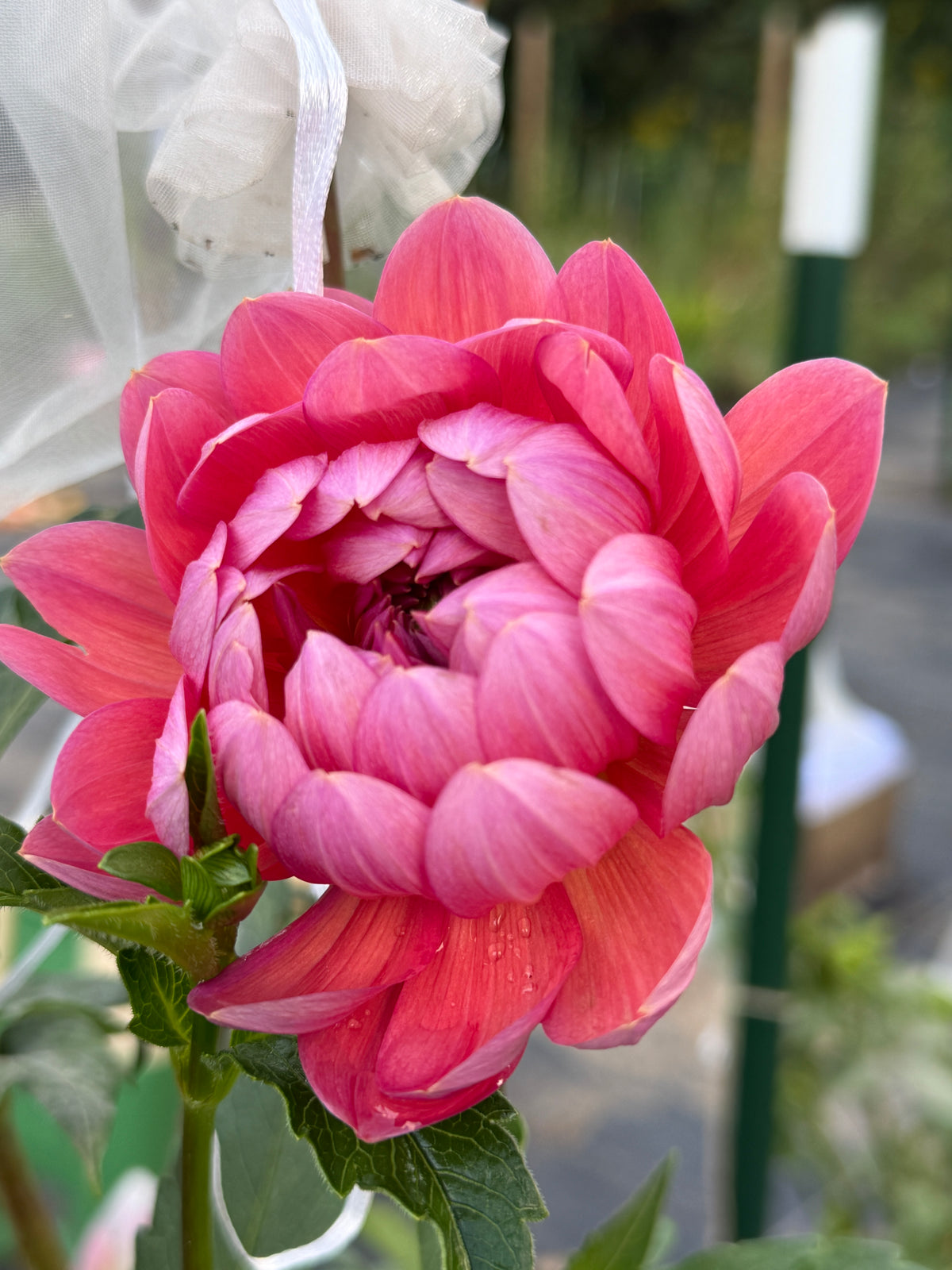 Hollyhill Daydream Dahlia Tuber
