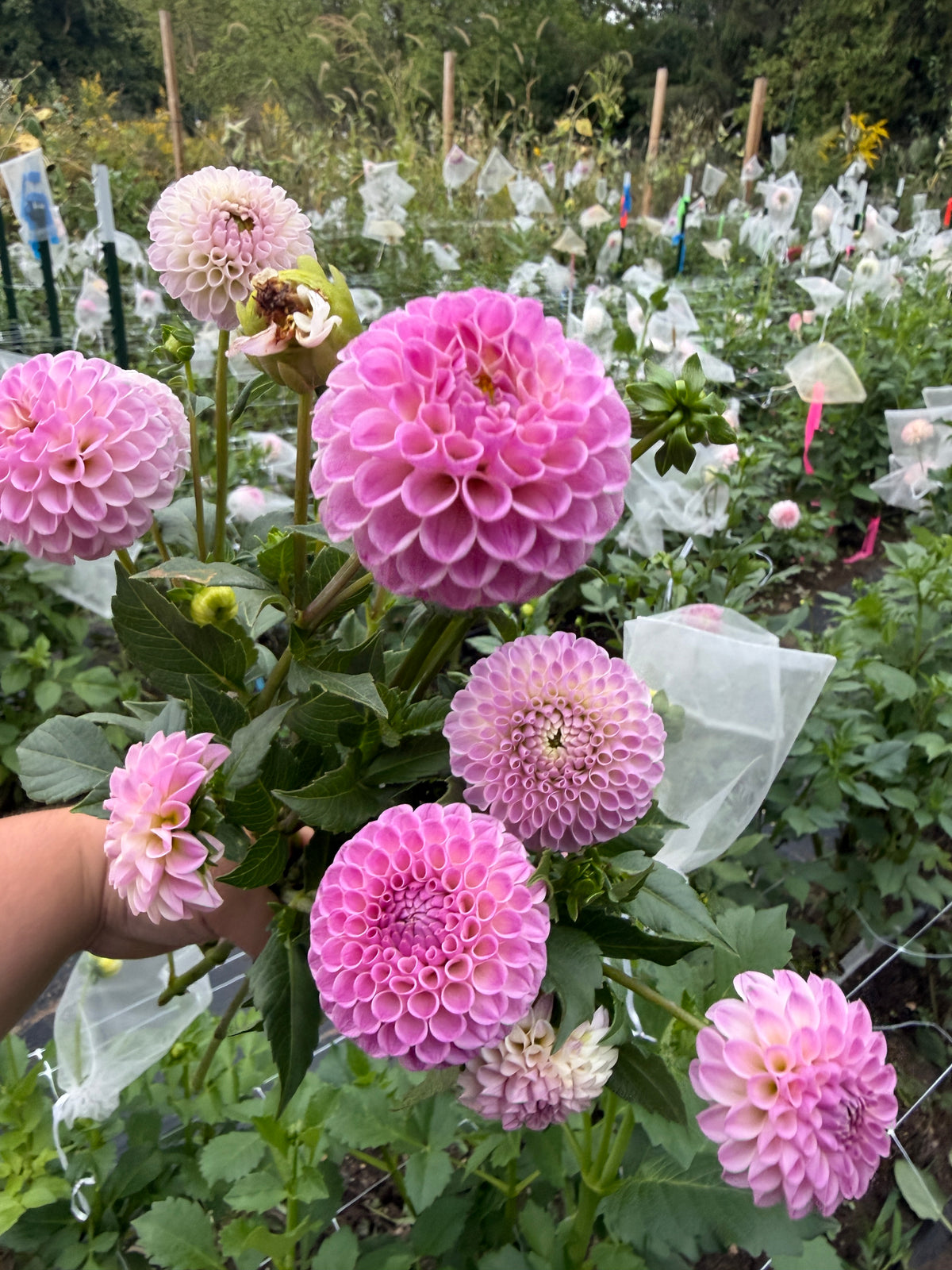 Odyssey Dahlia Tuber