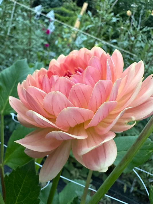 Fawn Dahlia Tuber (Limit One)
