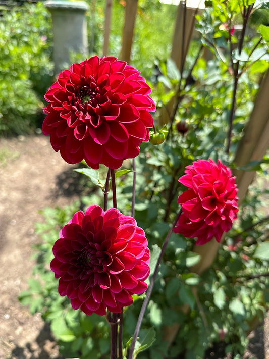 Wisconsin Red Dahlia Tuber