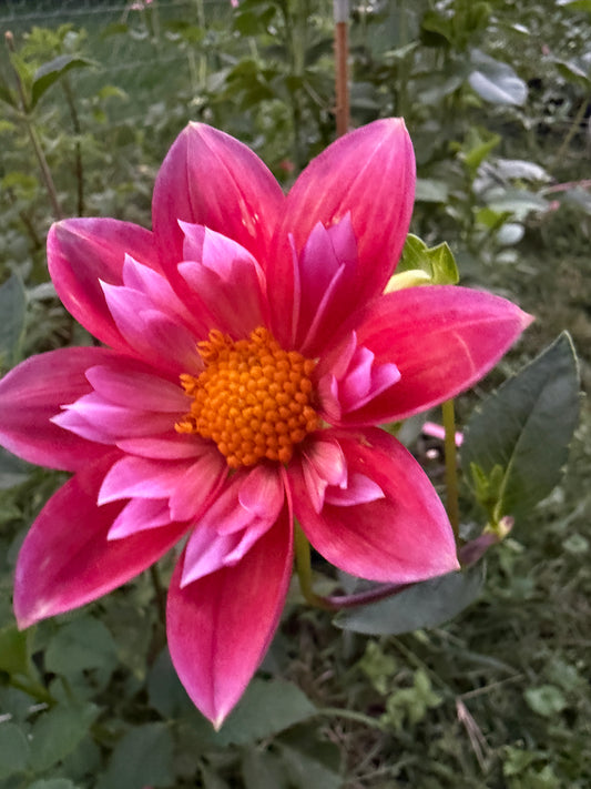 Bloomquist Simple Dahlia Tuber