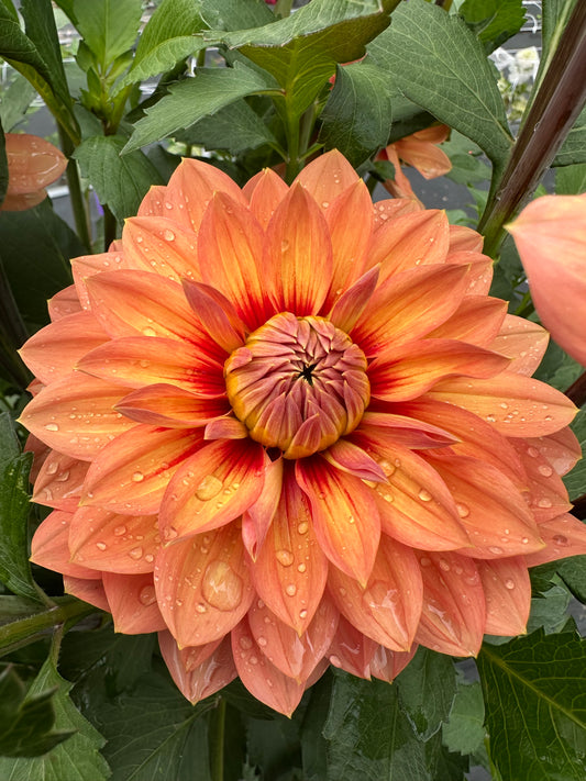 Nicholas Dahlia Tuber