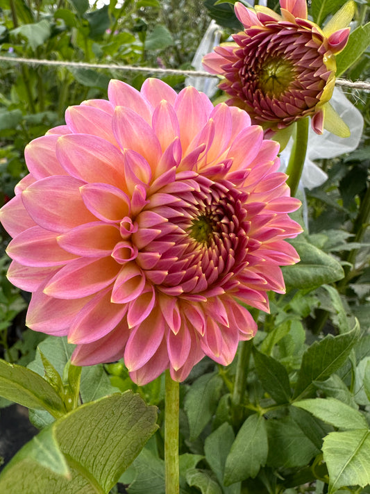 Vista Kestyn Dahlia Tuber