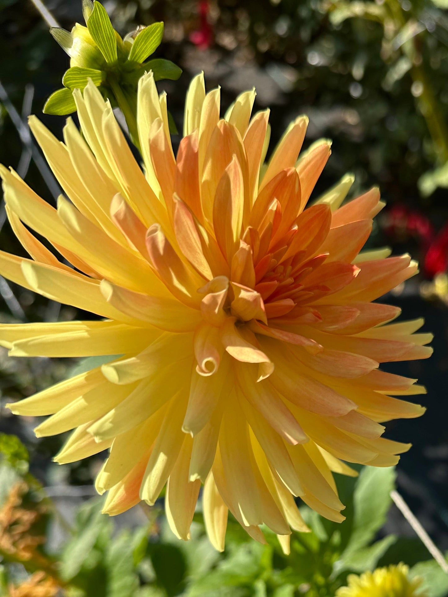 Allen's Shockwave Dahlia Tuber