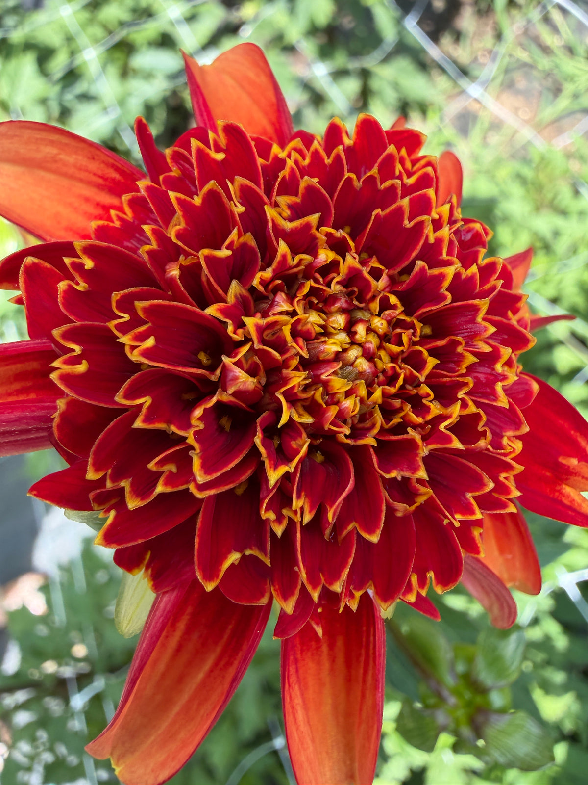 Josie Dahlia Tuber