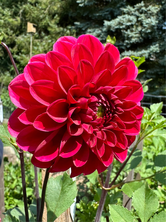 Wisconsin Red Dahlia Tuber