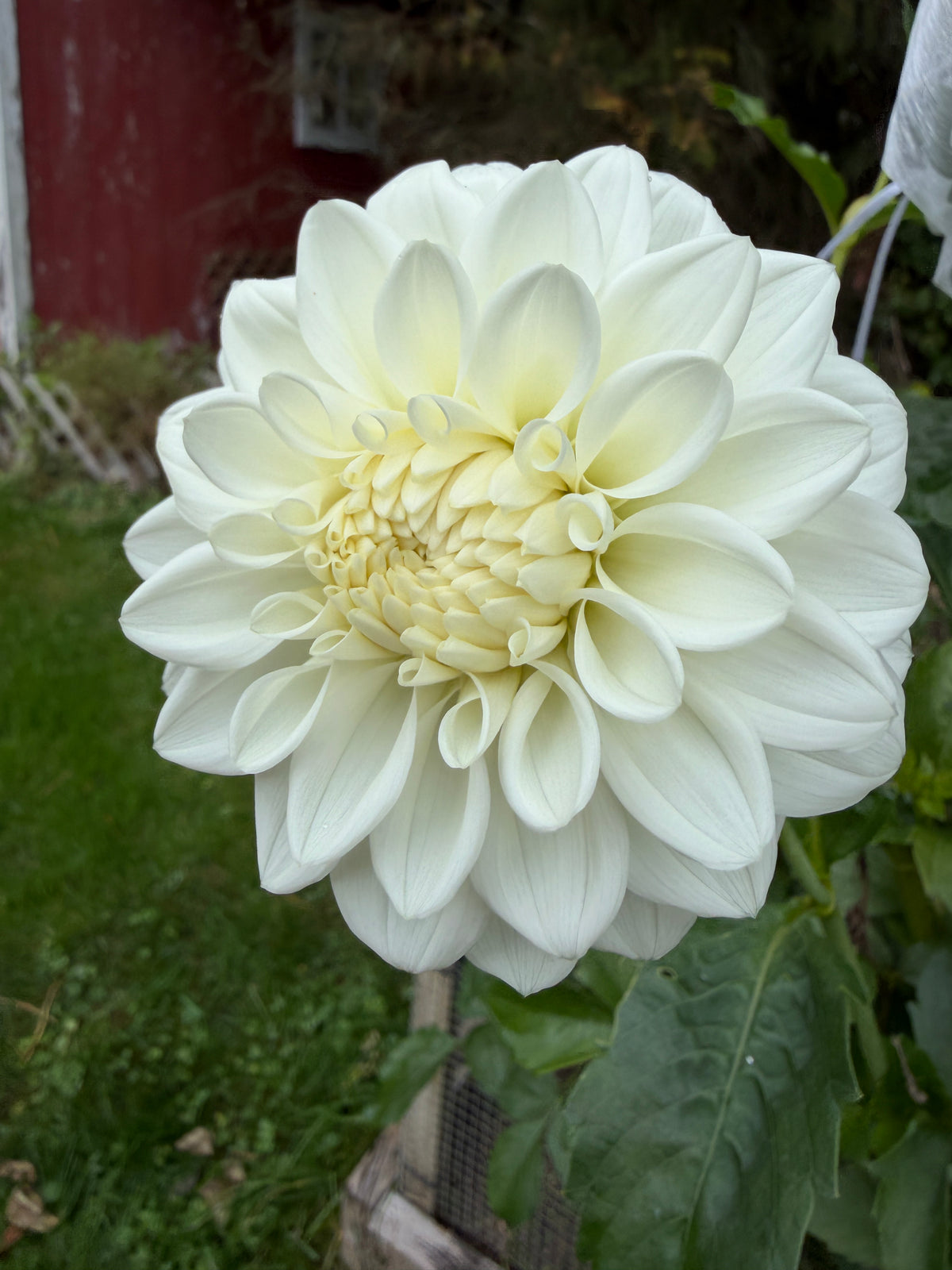 Blizzard Dahlia Tuber