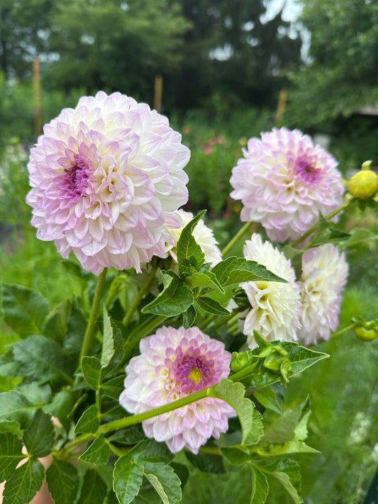 Bistro Dahlia Tuber