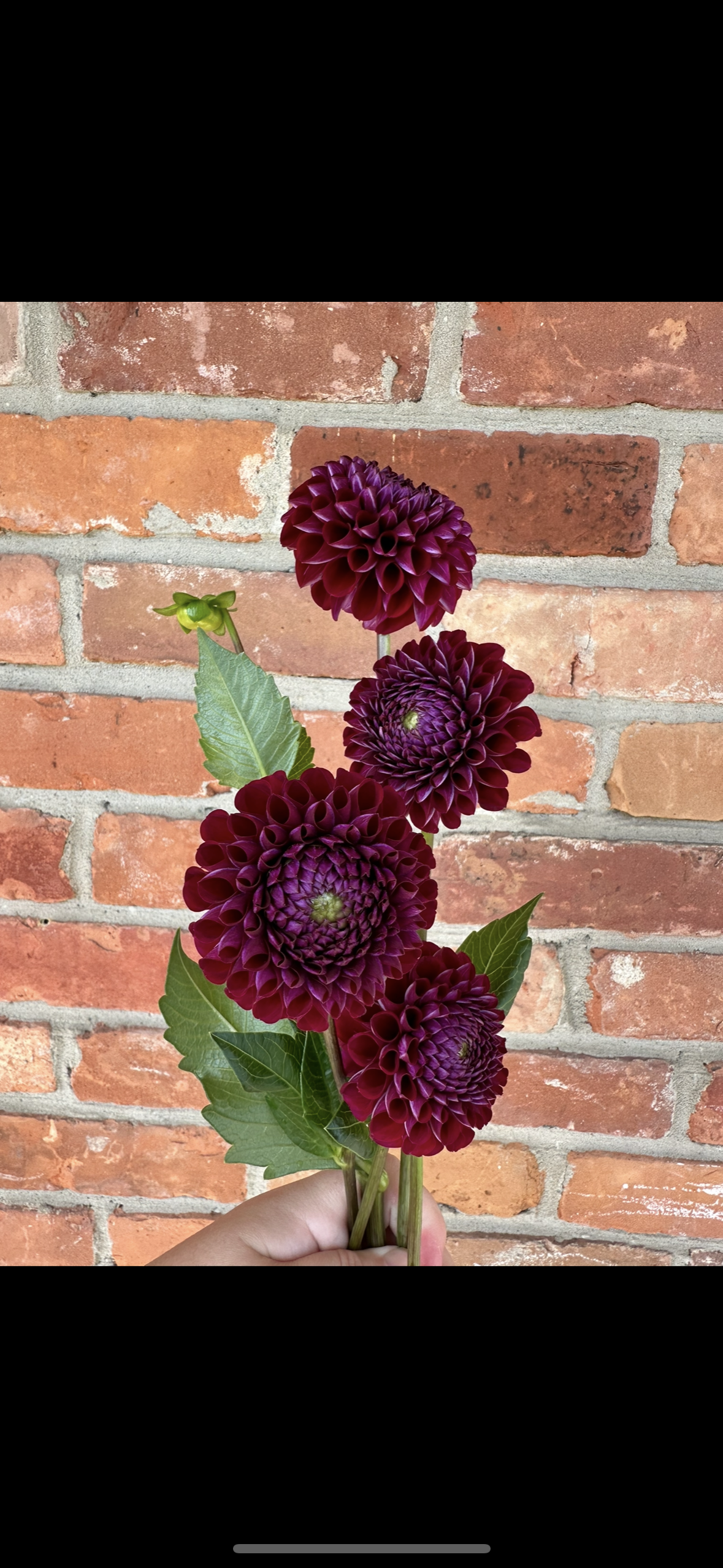 Ivanetti Dahlia Tuber